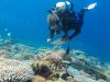 Australia: barriere coralline a rischio scomparsa entro il 2055