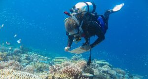 Australia: barriere coralline a rischio scomparsa entro il 2055