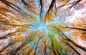 Transizione Gemella: l’AI come opportunità per la decarbonizzazione